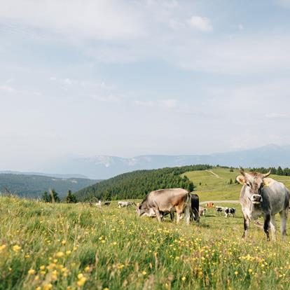 Willkommen am Tschögglberg in Südtirol