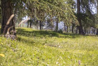 Wandern über die Lärchenwiesen in Hafling, Vöran und Meran 2000