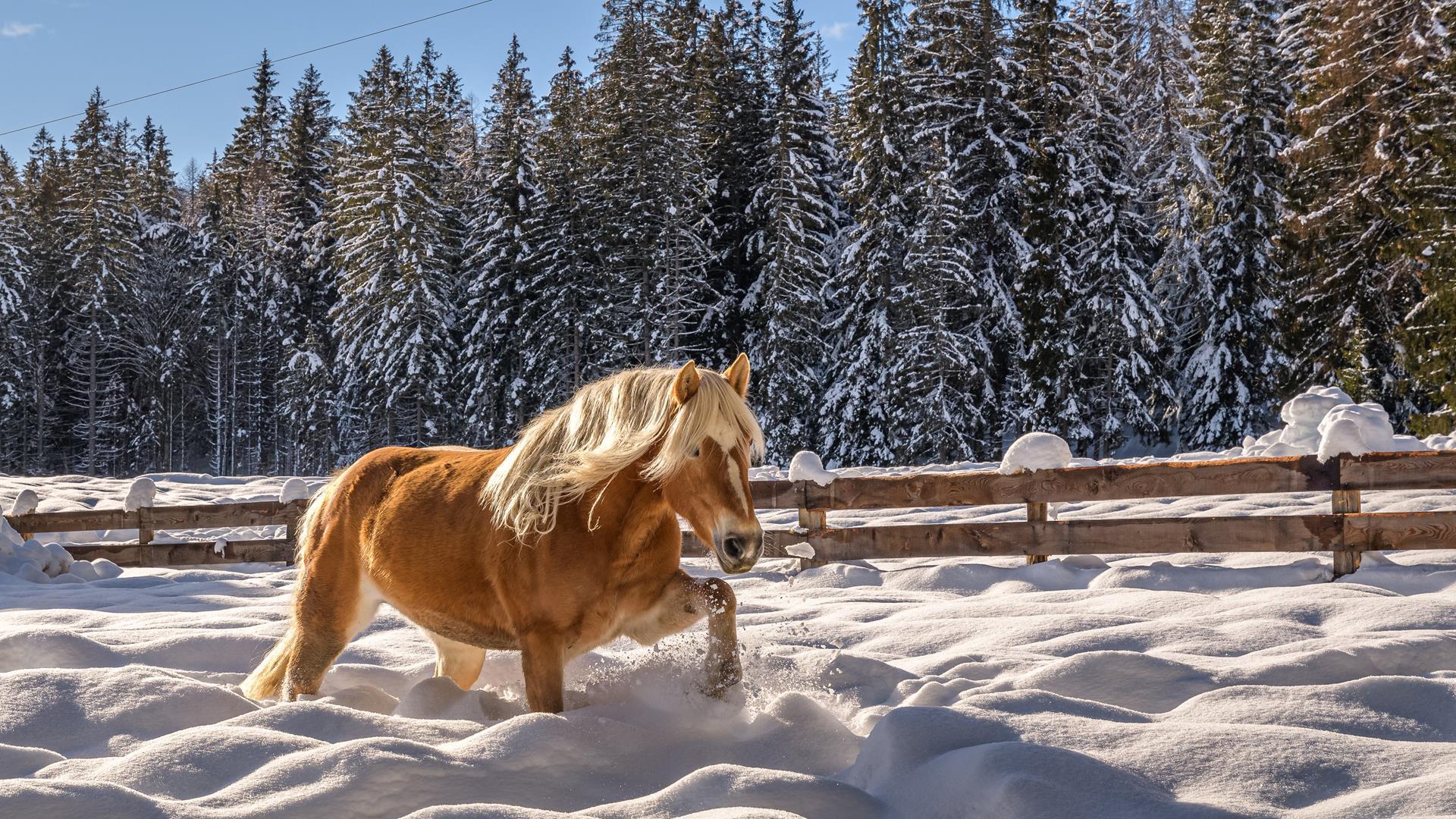 tv-jenesien-michael-guggenberg-3