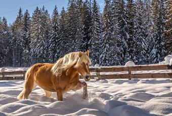 Il cavallo Haflinger