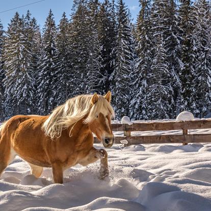 Das Haflinger Pferd – das blonde Südtiroler Original