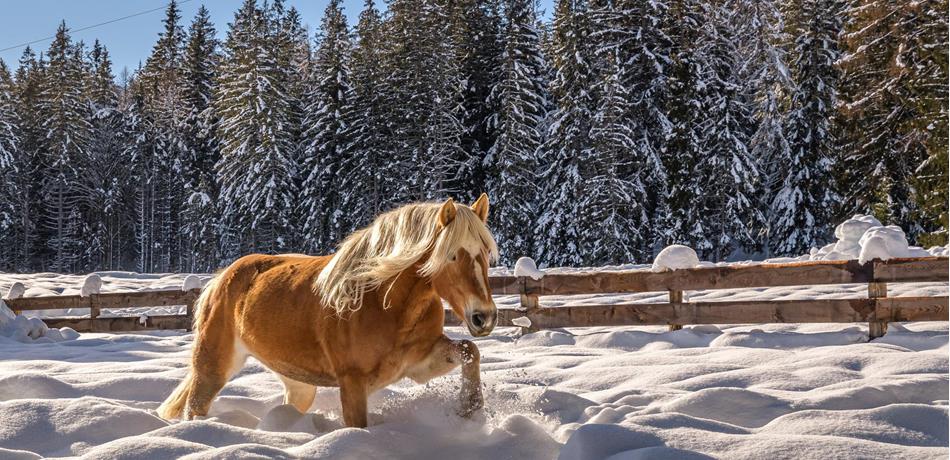 Het Haflinger paard - het blonde Zuid-Tiroolse origineel