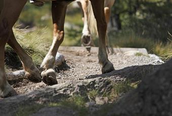 Horse riding with Haflinger horses at Hafling, Vöran and Meran 2000