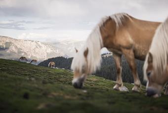 Das Haflinger Pferd