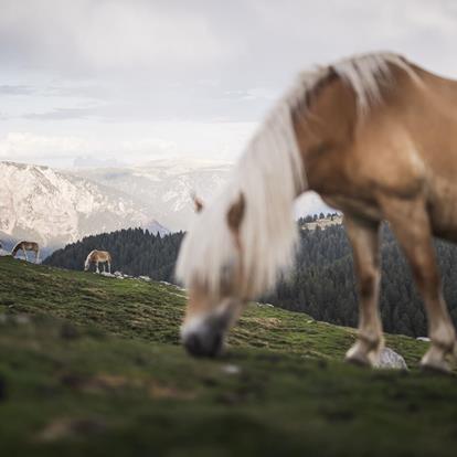 The Haflinger horse - the blonde South Tyrolean original