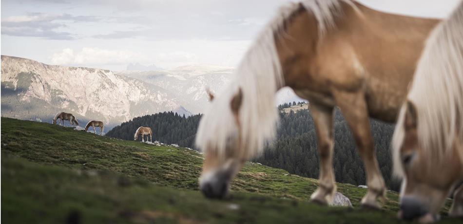 Das Haflinger Pferd