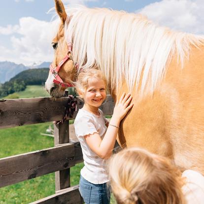 Haflinger hautnah erleben
