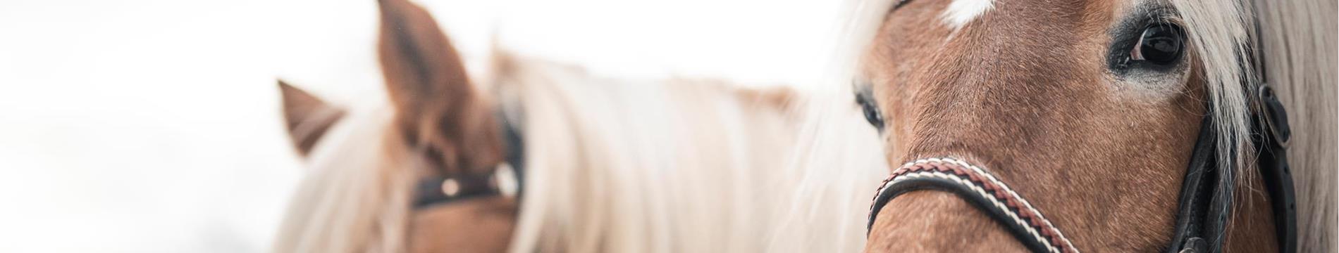 Ulteriori informazioni sul cavallo Haflinger