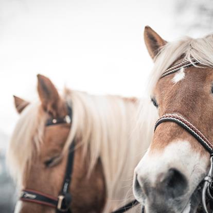 Haflinger hautnah erleben